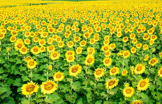 Yellow sunflowers on a farmer's farm