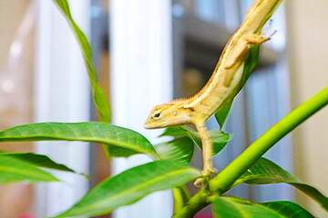 The garden chameleon (Calotes versicolor) is a species of reptile in the genus Calotes and belongs...