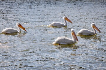 pelicans on the beach
