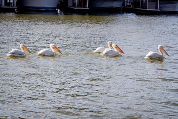 pelicans on the lake
