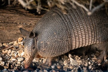 armadillo 