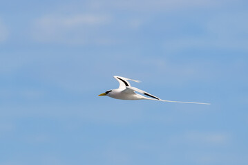 Paille-en-Queue or Phaeton is flying with a blue sky