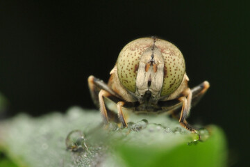 bug on a leaf