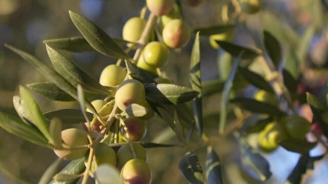 Slow motion close-up of olives on olive tree moving in the wind. Sustainable and bio-healthy agriculture. Concept of organic food and olive oil.