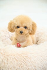 toypoodle puppy