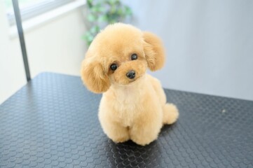  toypoodle puppy