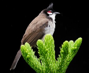 Red Whiskered Bulbul bird perching on top of sapling tree in dark background