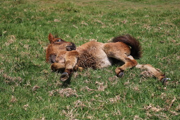 Fototapeta premium A small blonde foal sunbathing in a meadow located in a cool rural area in Dieng, Central Java, Indonesia.