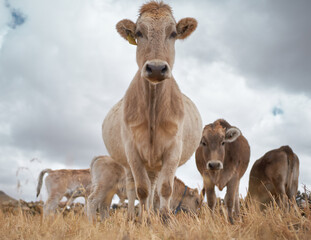 Brown Swiss breed cows in Espinar, Cusco.