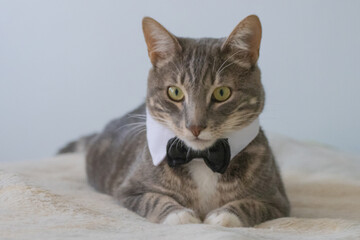 beautiful gray tabby cat with tie in perfect environment and soft colors