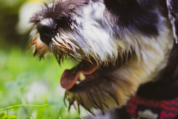 Puppy Zwergschnauzer with open mouth and pink tongue. A dog's muzzle close up on a green...