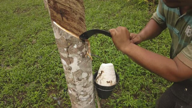 Perlis, Malaysia - Aug 6, 2022 Male laborers cut rubber trees in rubber plantations. 4K Slow-motion