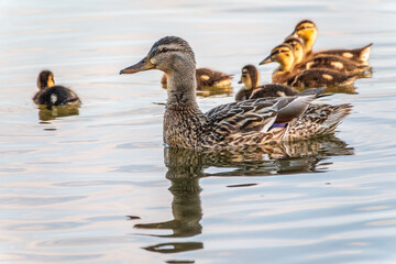 A family of ducks, a duck and its little ducklings are swimming in the water. The duck takes care of its newborn ducklings. Mallard, lat. Anas platyrhynchos