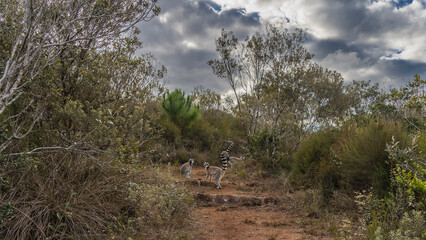 A group of ring-tailed catta lemurs walks along a dirt track. There are thickets of tall grass and trees on the roadsides.  Clouds in the sky. Madagascar. Lemur Island.  Nosy Soa Park