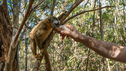 Charming common brown lemur is sitting on a tree, holding onto a branch with his paws. The animal drinks water from the shell, which is held out to him by a human hand. Madagascar. Kirindy Forest.