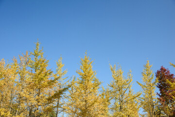 Fototapeta premium Ginkgo biloba in autumn. This tree is commonly known as ginkgo, gingko or maidenhair tree. It is famous for its decorative leaves.
