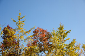 Fototapeta premium Ginkgo biloba in autumn. This tree is commonly known as ginkgo, gingko or maidenhair tree. It is famous for its decorative leaves.