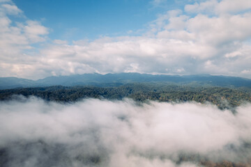 Fog and high angle trees in the morning