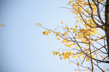 Ginkgo biloba in autumn. This tree is commonly known as ginkgo, gingko or maidenhair tree. It is famous for its decorative leaves.