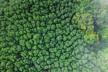 Fog and high angle trees in the morning