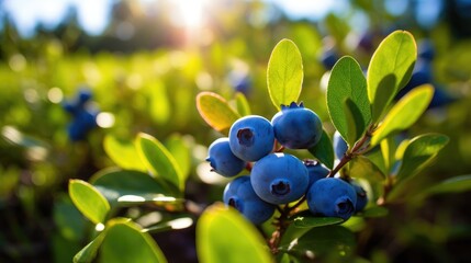 Ripe blueberries on the branches of a bush in the garden.