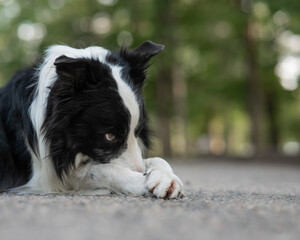 Naklejka na ściany i meble Border collie dog doing exercise shame outdoors. 