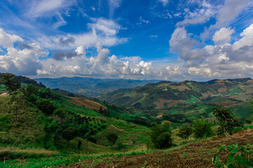 Fototapeta premium The natural background of the tea plantation and the bright sky surrounding it, the blur of sunlight hitting the leaves and the cool breeze blowing.