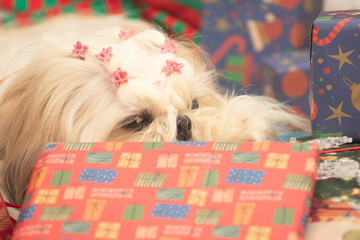 dog, pet, puppy, animal, cute, canine, shih tzu, pekingese, breed, white, christmas, portrait,...