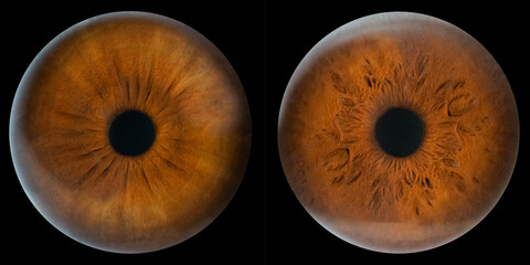 Close up of human eye iris brown color details on black background.