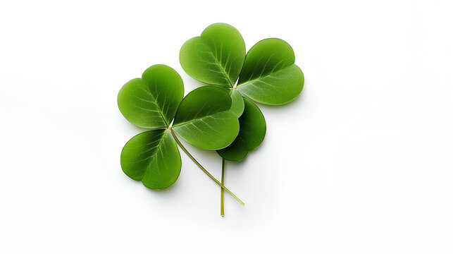 Bright green clover leaves on a white background. St. Patrick's Day.