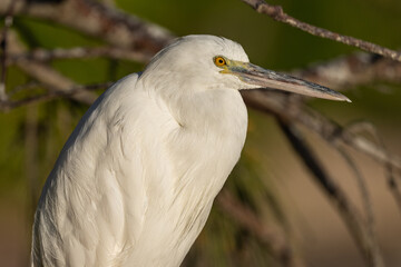 White egret perched in a tree