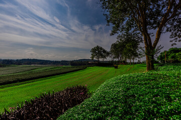 The natural background of the tea plantation and the bright sky surrounding it, the blur of sunlight hitting the leaves and the cool breeze blowing.