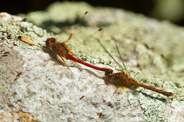Two red dragonflies attached by clasping, in Sunapee, New Hampshire.