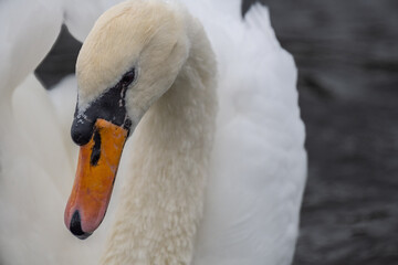 mute swan portrait