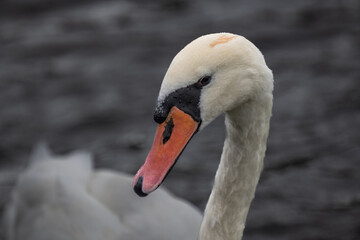 mute swan portrait