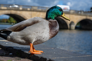 Duck Upon Henley