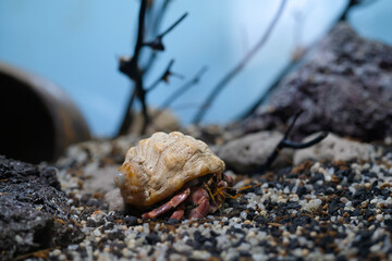 Animal Photography. Animal Close up. Macro shot of Red hermit crab (Coenobita Rugosus) walking on sandy and rocky aquarium, Hermit crab on crabitat. Shot in Macro lens