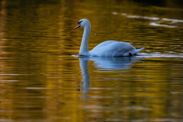swan on the water