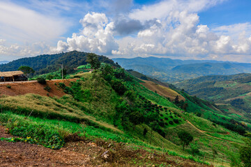 The natural background of the tea plantation and the bright sky surrounding it, the blur of sunlight hitting the leaves and the cool breeze blowing.