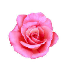 Beautiful pink rose flower isolated on transparent background. Clipping path included. Macro shoot