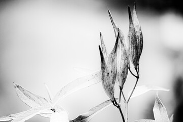 black and white picture of Swamp milkweed seeds in garden