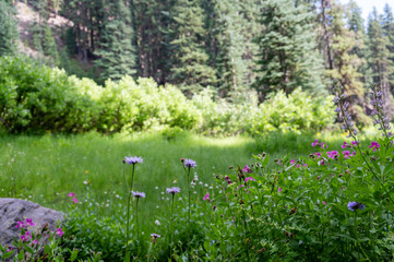 Assorted flowers along the meadow path of the Castle Crest Wildflower Trail in Crater Lake National Park.  © Lost_in_the_Midwest