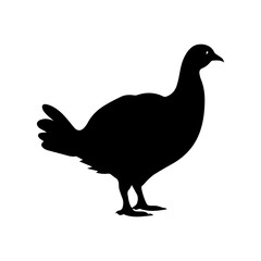 Fototapeta na wymiar silhouette of a turkey