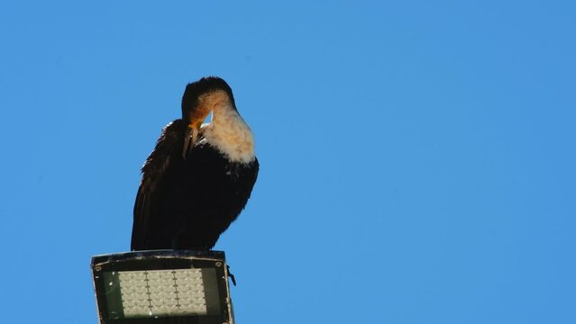 White-breasted cormorant Phalacrocorax lucidus on lamp post preening feathers