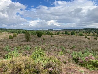 Landschaft in der L&uuml;neburger Heide im Sommer mit Blick vom F&uuml;rstengrab Niederhaverbeck zum Willseder Berg