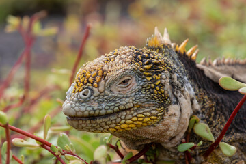 Fototapeta premium A Galapagos hybrid Iguana on South Plaza Island, Galapagos.