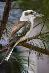 Kookaburra perched in tree