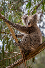 Old Koala in Gum Tree