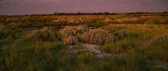 sunset over coastal vegetation © Greg