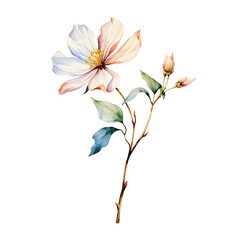 Wishbone, Flowers, Watercolor illustrations